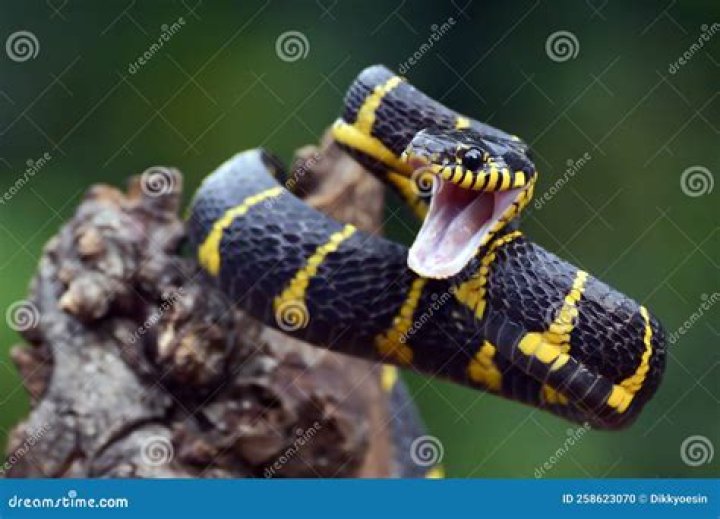 Are gold ringed cat Snake poisonous?