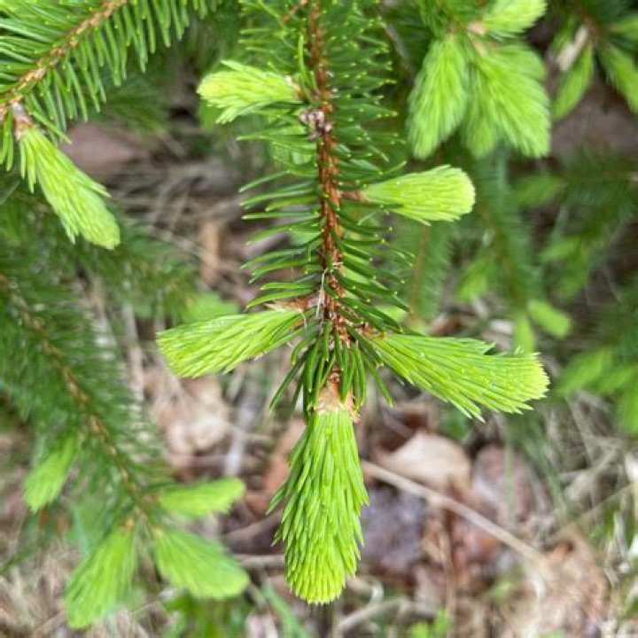 Is white spruce edible