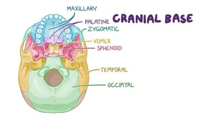 What are cranial bases