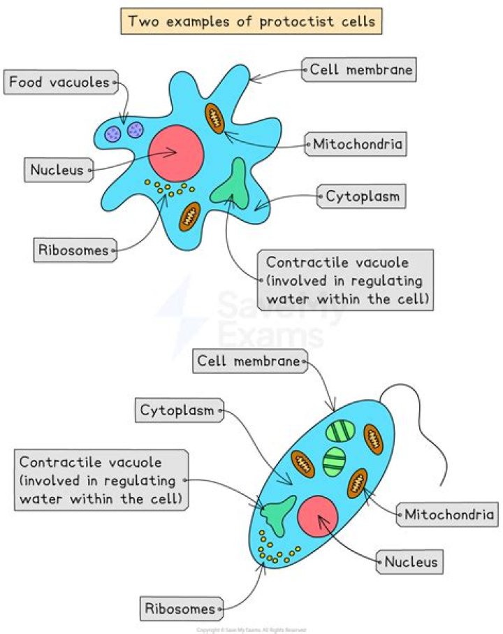 What are protist cells