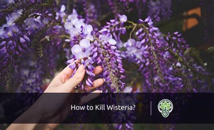 What can kill wisteria