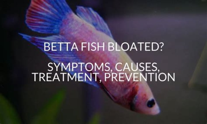 What causes fish bloat