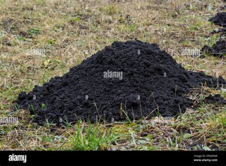 What causes mole hills