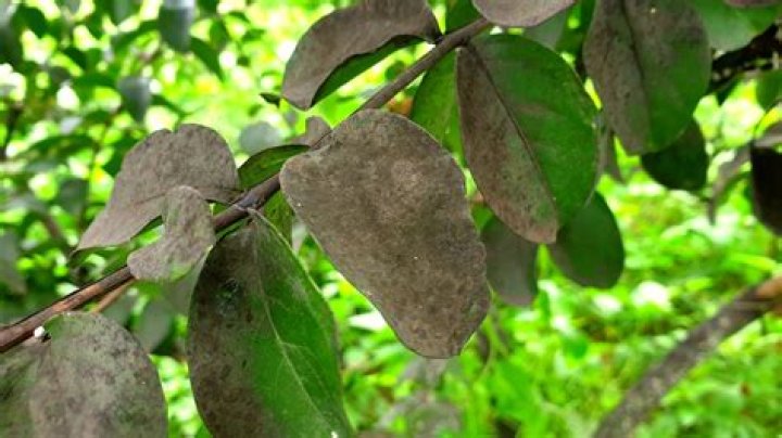 What causes sooty mold