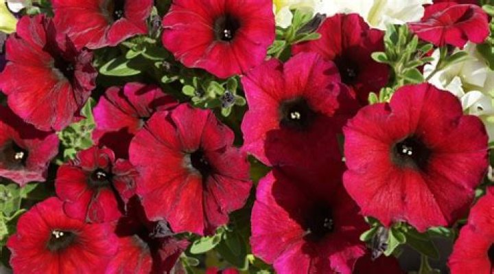 What Colour is Petunia