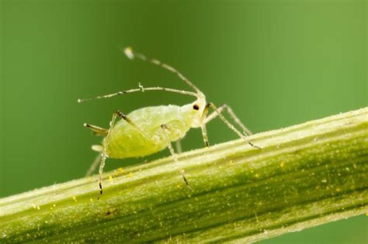 What do aphids feed on