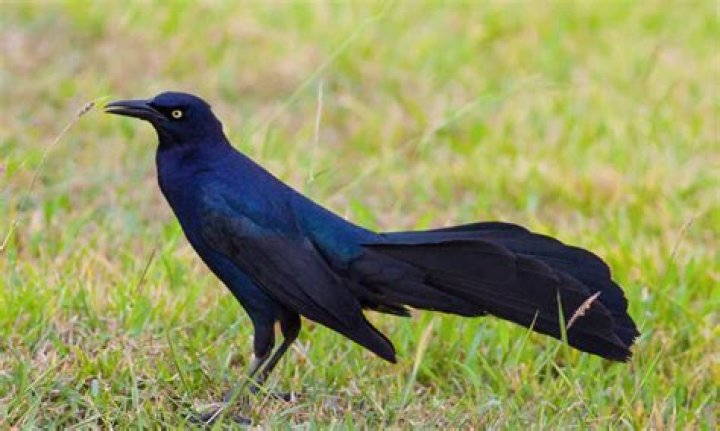 What do black birds do