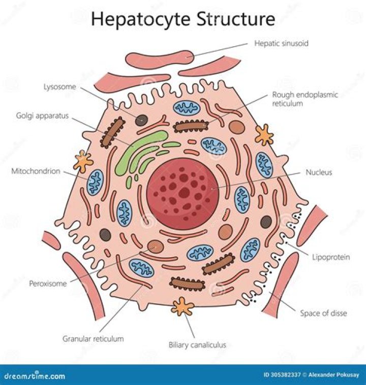 What do hepatocytes do
