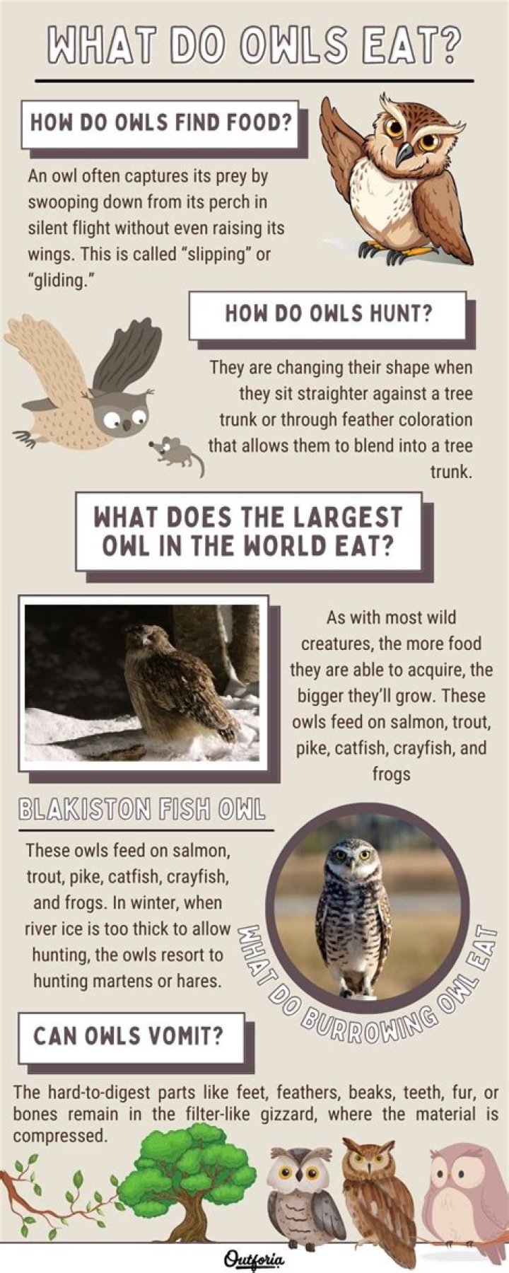 What do Texas owls eat