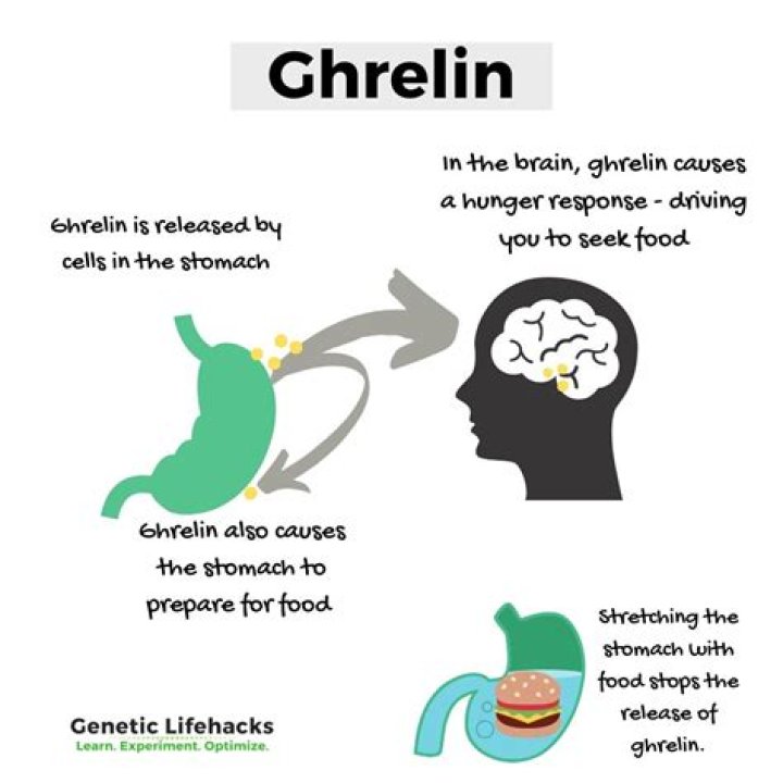 What does ghrelin mean